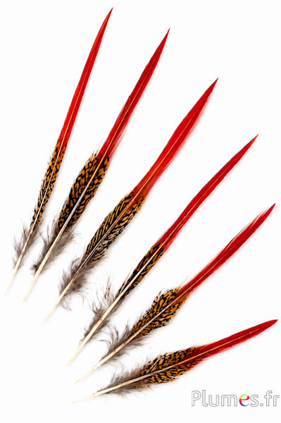 Fagiano dorato coda - 10-15 cm - rosso naturale